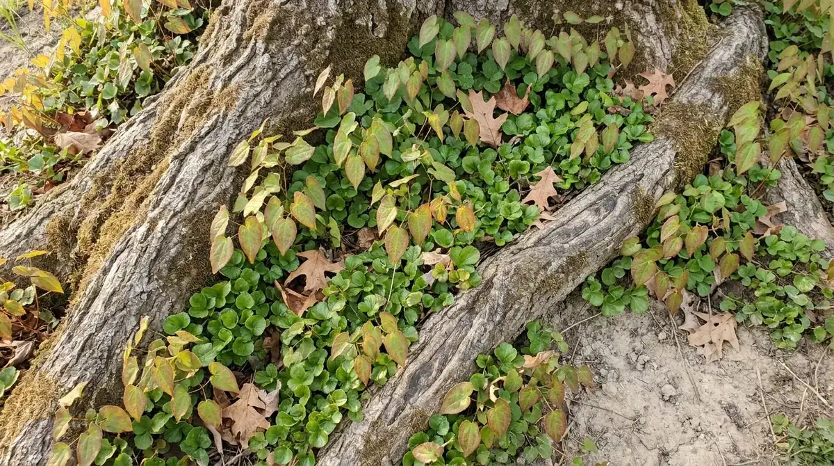 Dichter Teppich aus Elfenblume und Waldsteinie zwischen Baumwurzeln