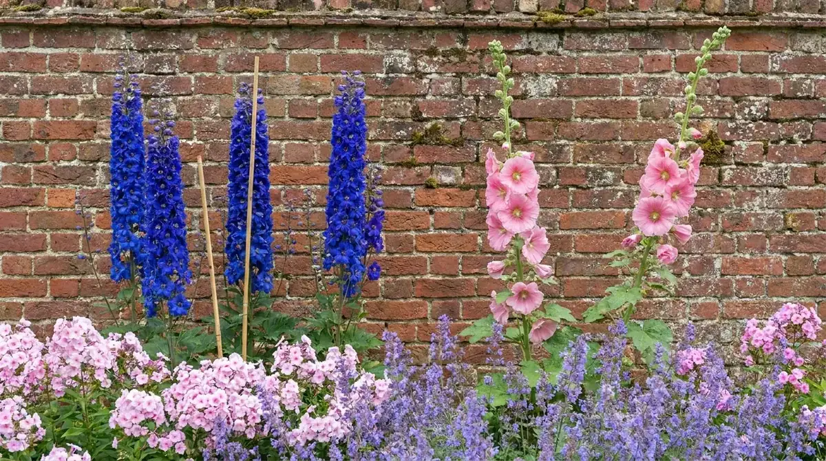Blauer Rittersporn und hohe Stockrosen an der Rückseite eines Staudenbeets